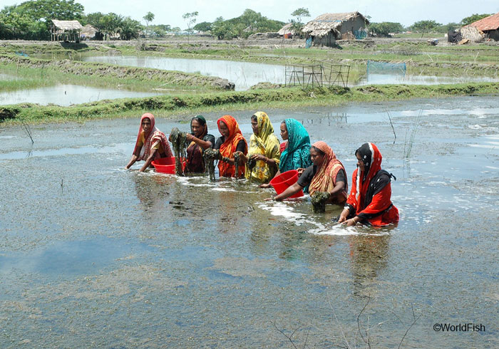 Aquaculture in rural Bangladesh
