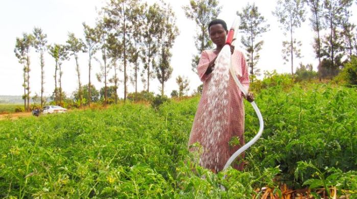 Influencing the design of the World Bank’s smallholder farmer irrigation project in Rwanda 