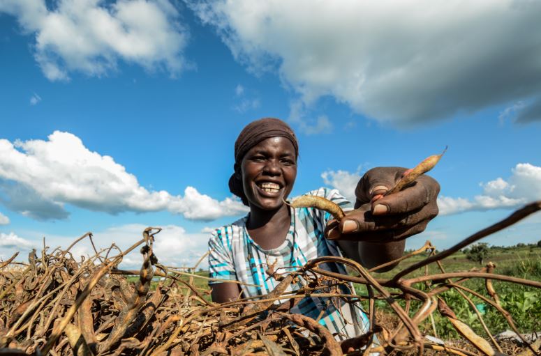 Study Findings Shape Agricultural Extension Guidelines In Uganda 3ie