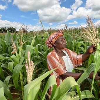 Subsidized seeds and fertilizer lead to higher agricultural yields and incomes
